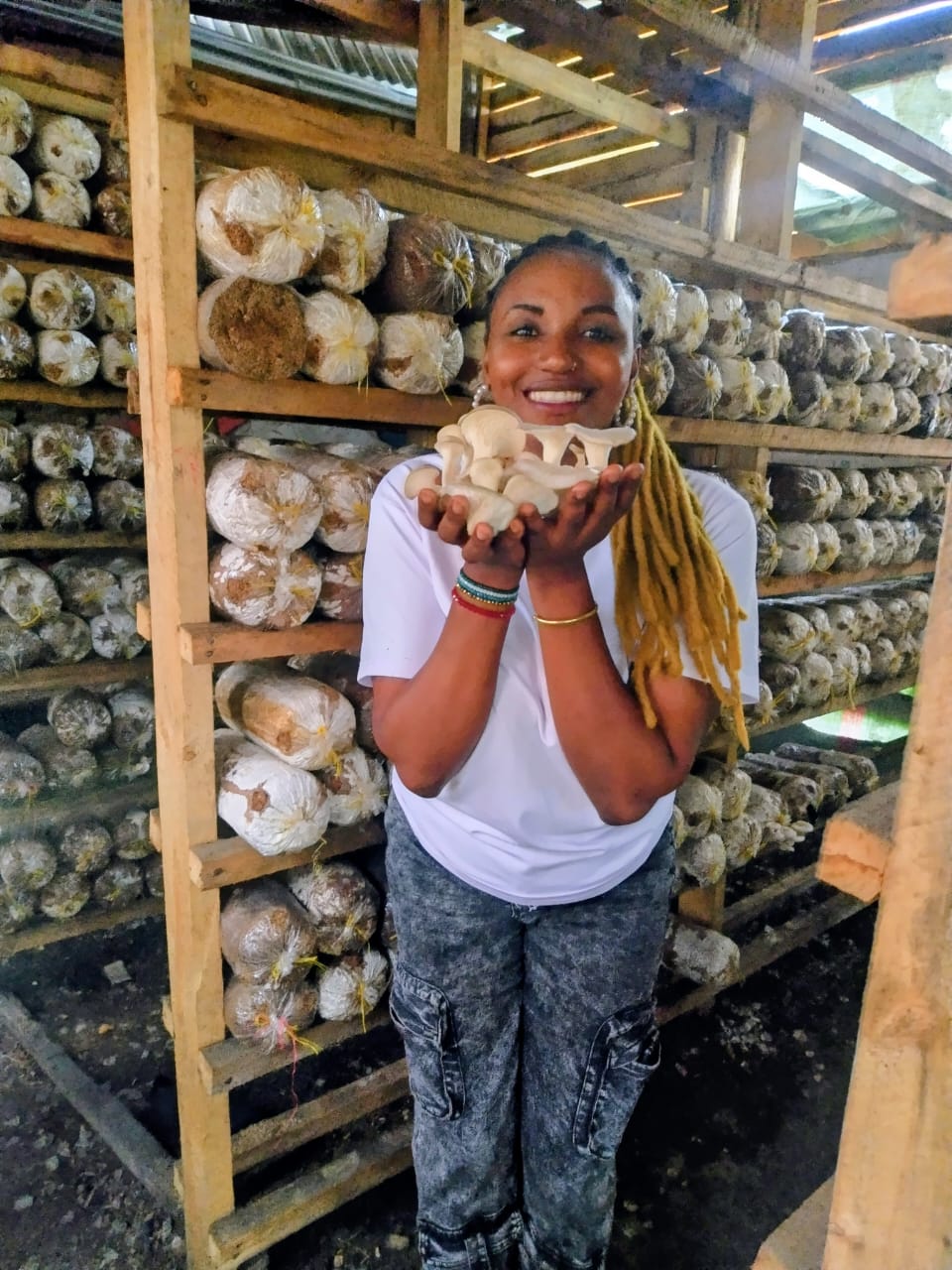 Fresh oyster mushrooms in a cultivation house