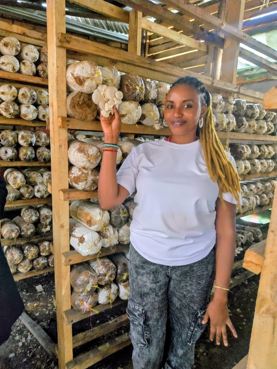 Mushroom grow room with bags on wooden shelves
